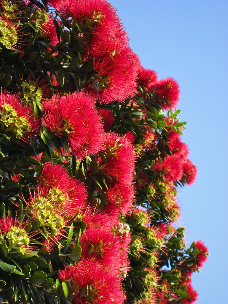 Pōhutukawa, the Crimson Flowered Christmas Tree of New Zealand - Thursd Article