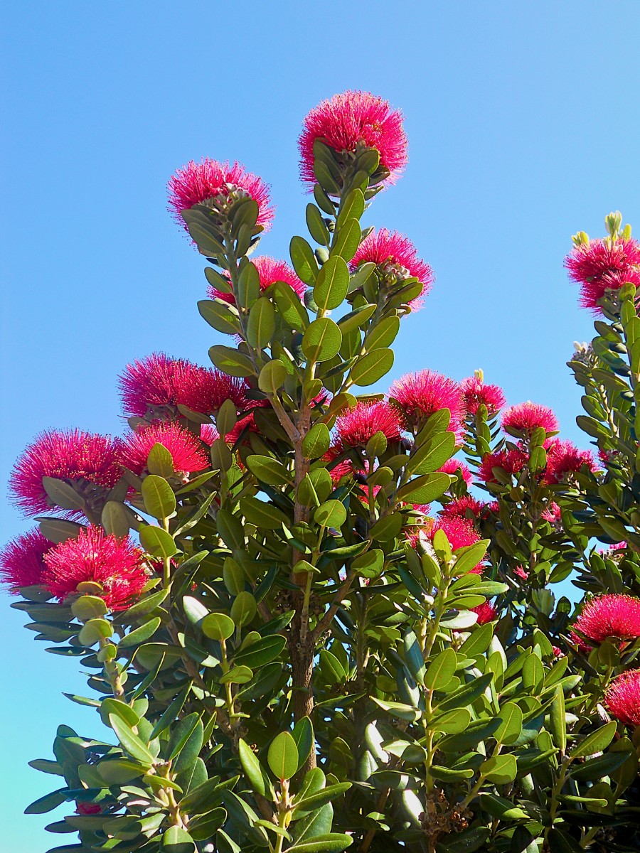 Pōhutukawa, the Crimson Flowered Christmas Tree of New Zealand - Thursd Article