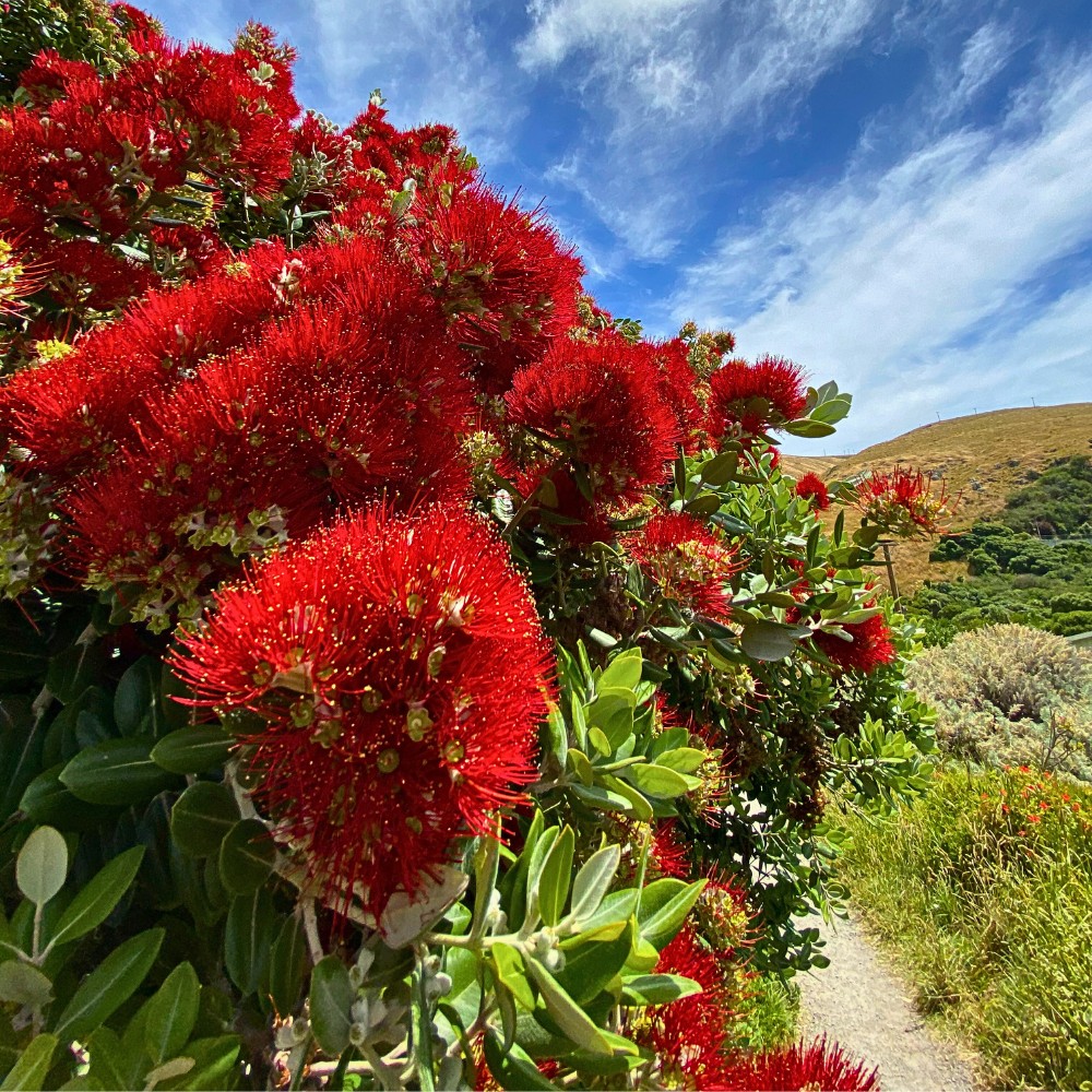 Pōhutukawa, the Crimson Flowered Christmas Tree of New Zealand - Thursd Article