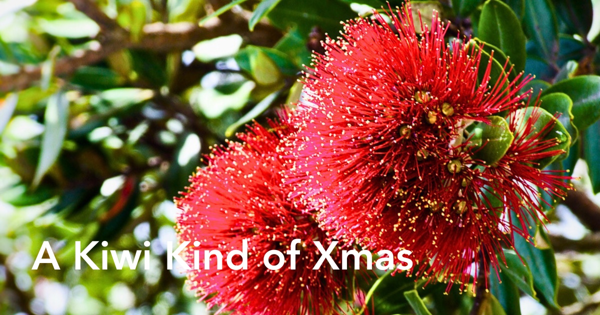 Pōhutukawa, the Crimson Flowered Christmas Tree of New Zealand - Thursd Article