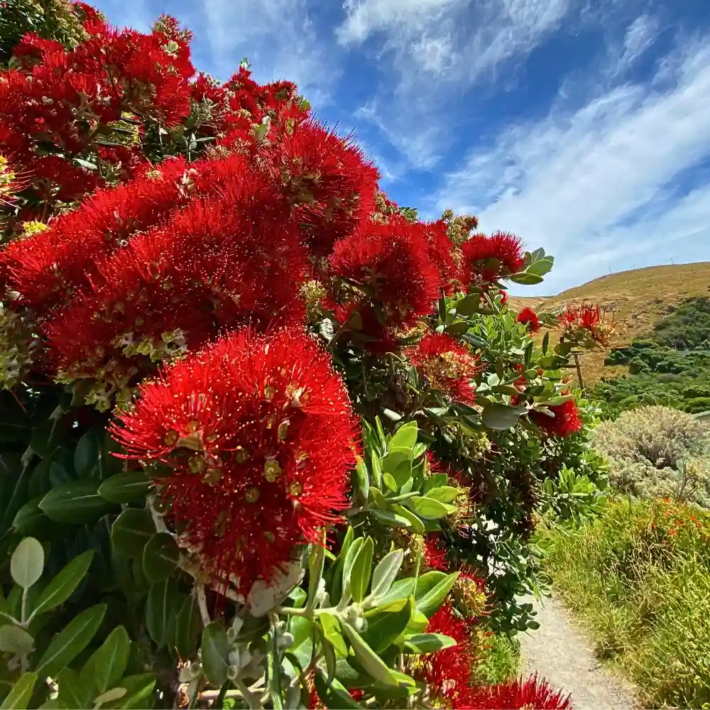 Pōhutukawa, the Crimson Flowered Christmas Tree of New Zealand - Thursd Article