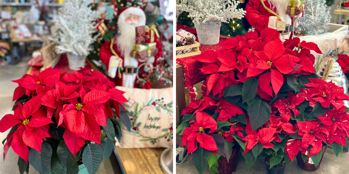 Poinsettias for Christmas