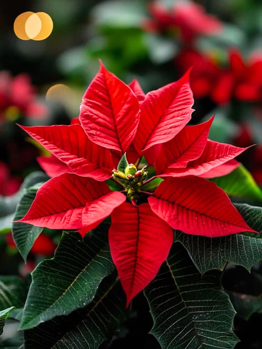 A close-up of the iconic flower illustrating one of the most popular flowers as gifts