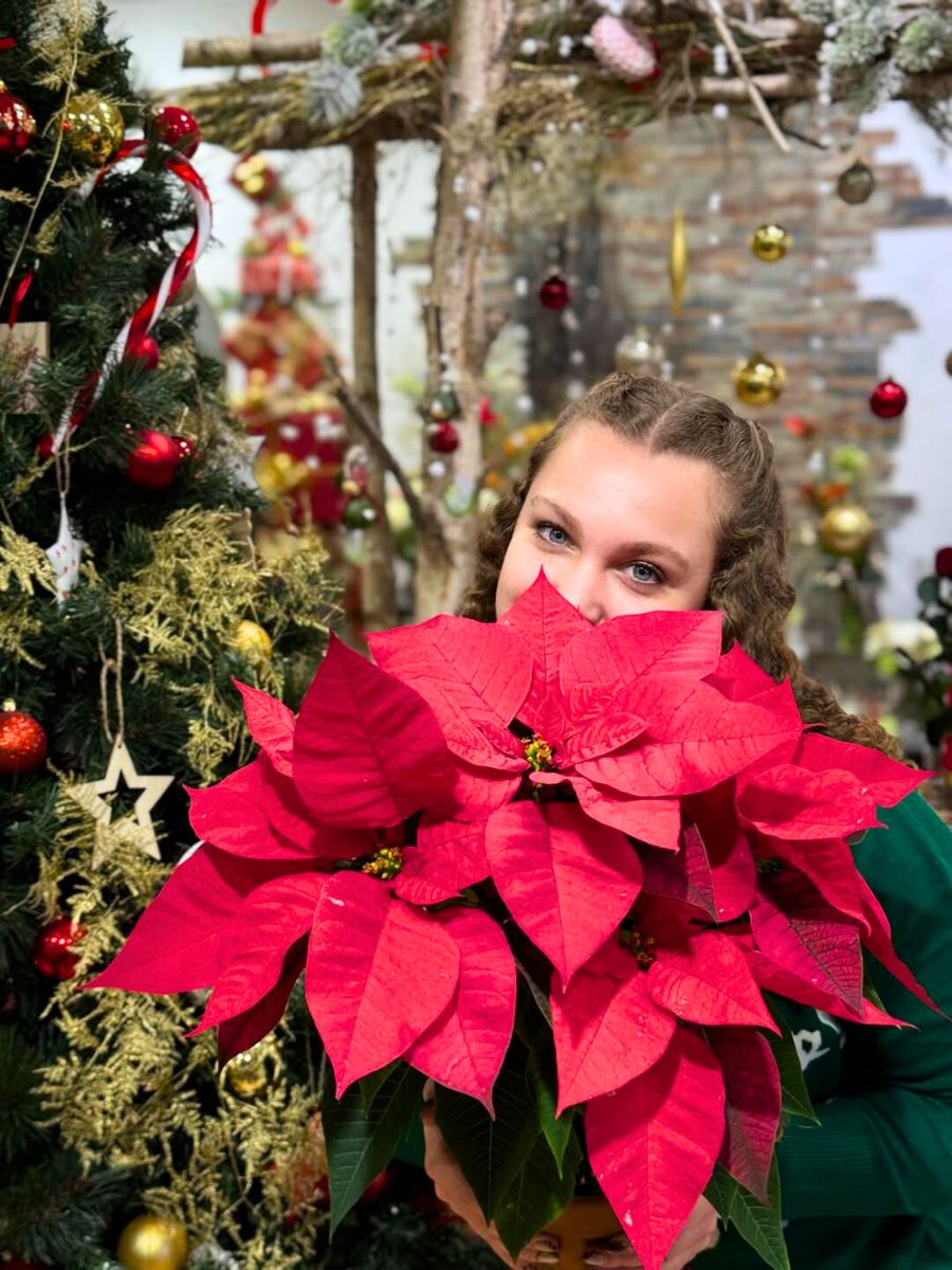 A girl with poinsettia flowers for Christmas