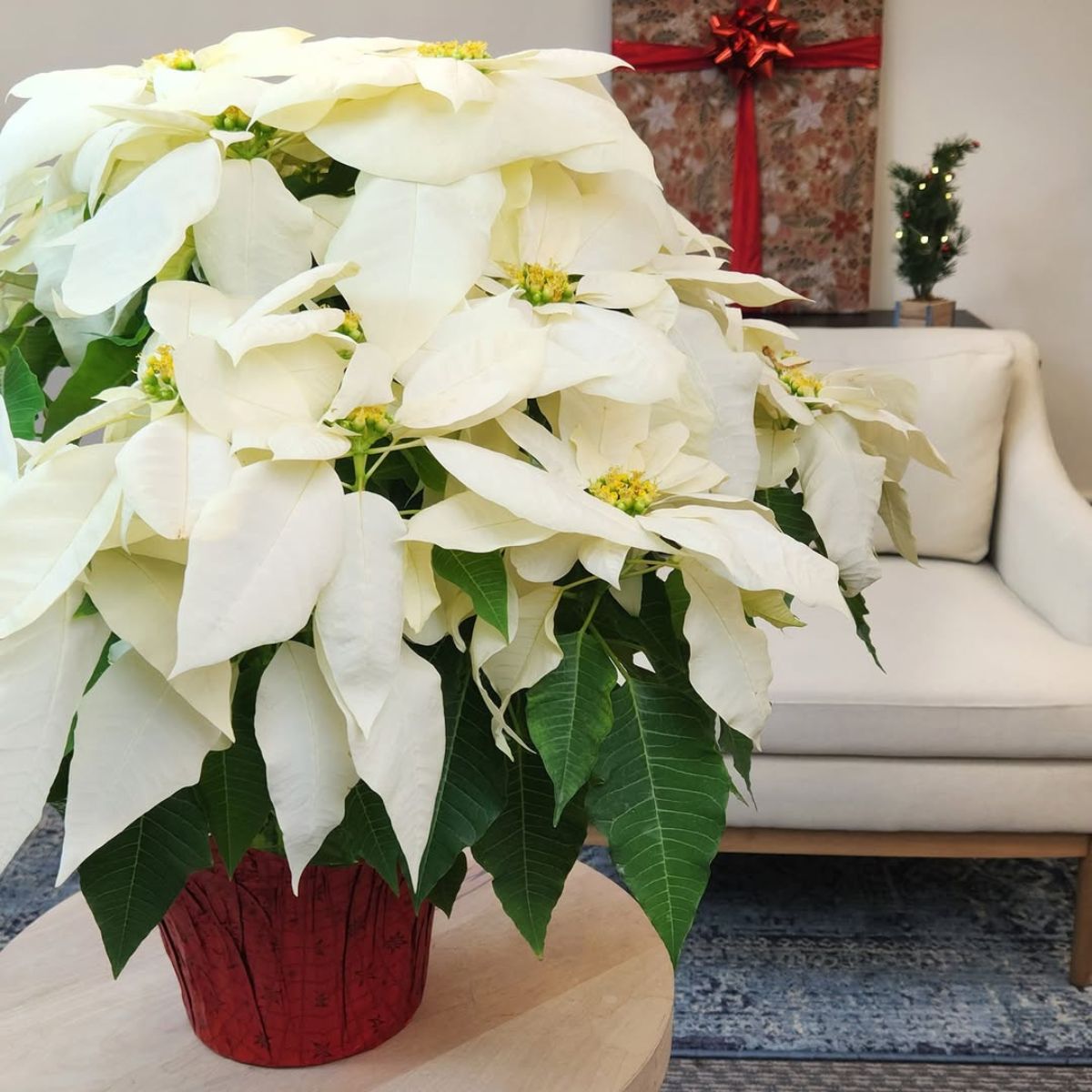 White poinsettia flowers for decor