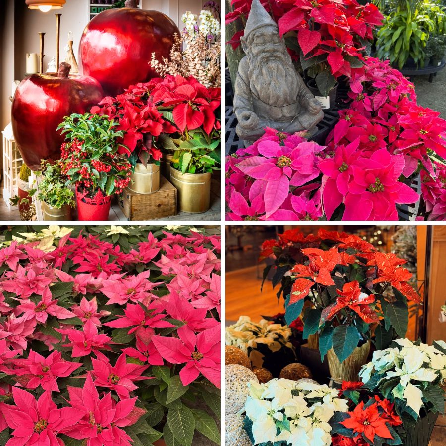 Pink red and white poinsettia flowers
