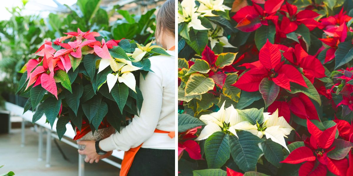How to care for poinsettia flowers