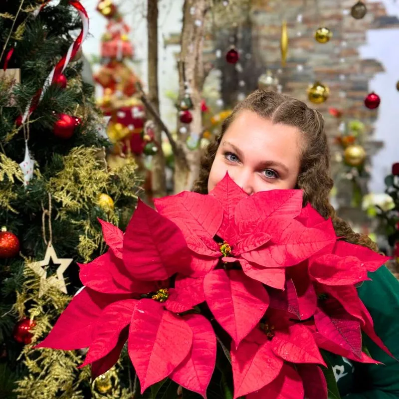 Girl with poinsettia