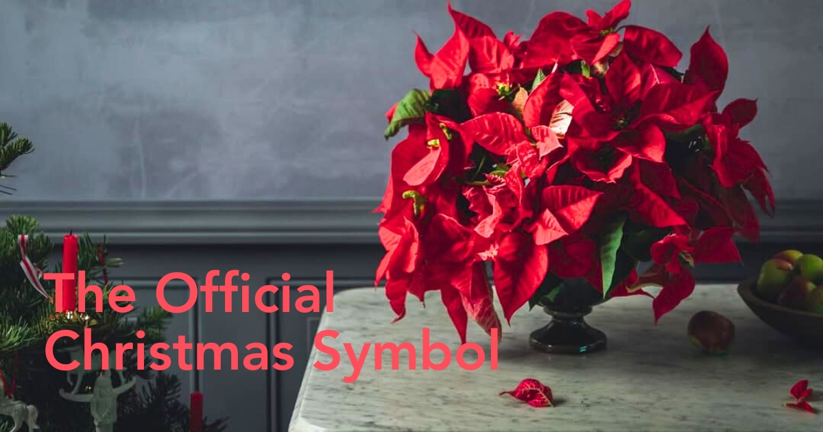 Poinsettias for Christmas