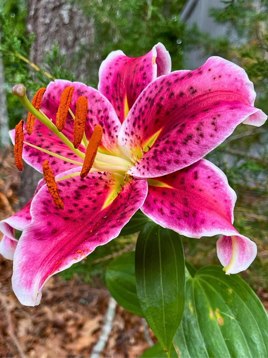 typical stargazer lily flower growing outside