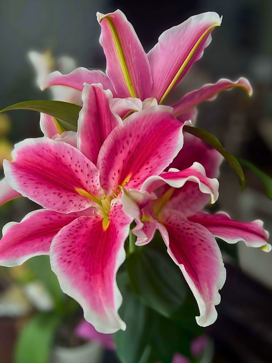 closeup of the stargazer lilies