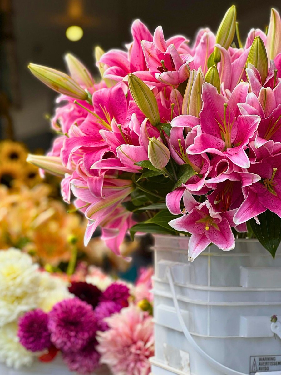 Stargazer lily flowers up for sale