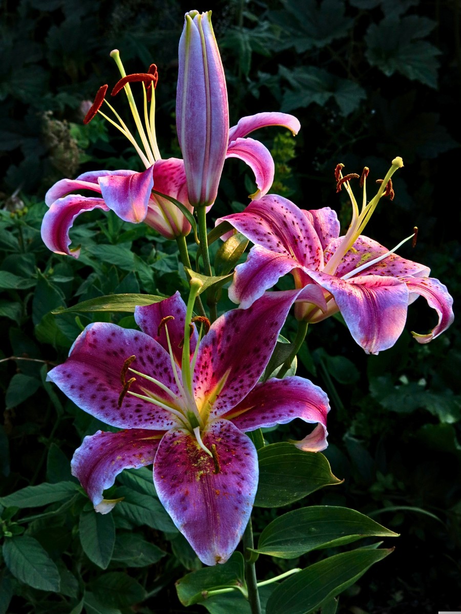 stargazer lily flower meaning