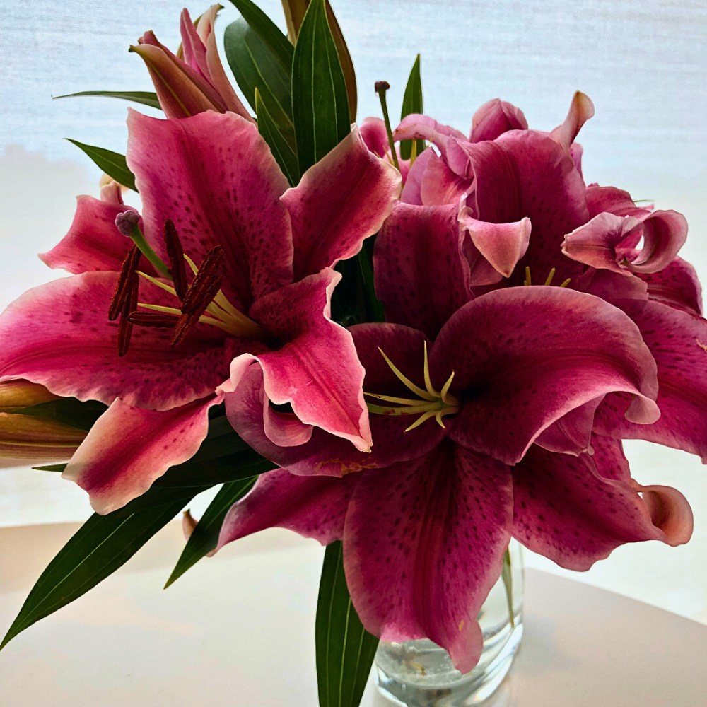 upward facing blooms of the stargazer flowers