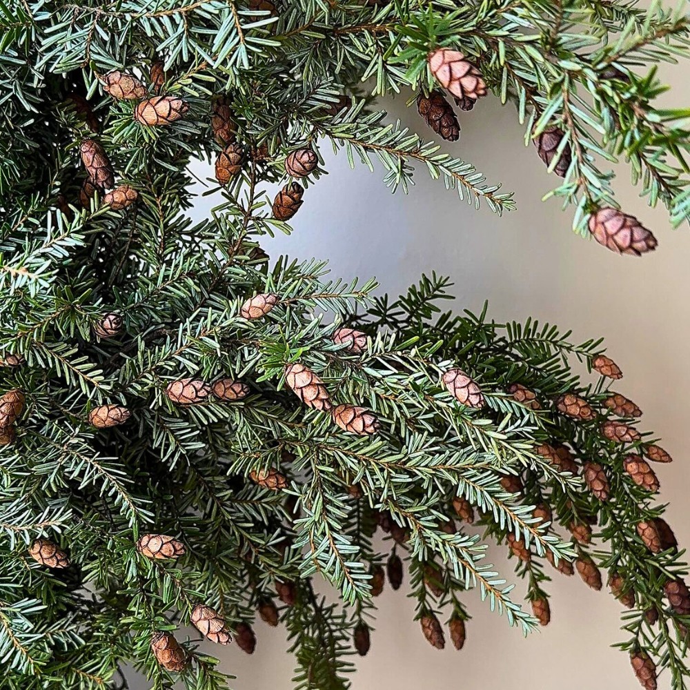 The Art of Sustainable and Ethical Foraging for Festive Greenery in Your Neighborhood