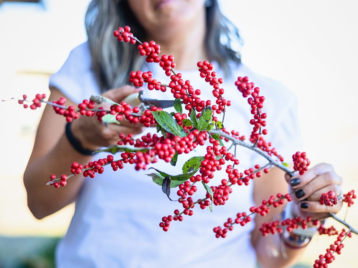 How to Easily and Sustainably Harvest Festive Greens for Decor in Your Neighborhood - Thursd Article