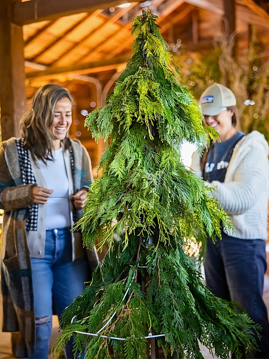 How to Easily and Sustainably Harvest Festive Greens for Decor in Your Neighborhood - Thursd Article