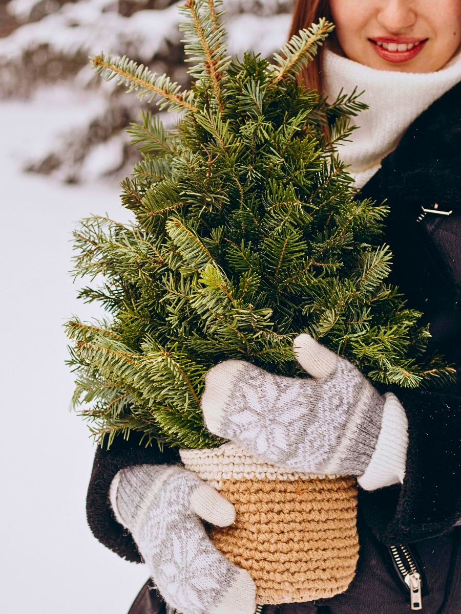 How to Easily and Sustainably Harvest Festive Greens for Decor in Your Neighborhood - Thursd Article