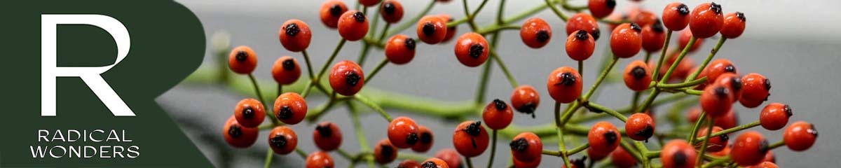 Banner RadicalWonders Rosehips Desktop