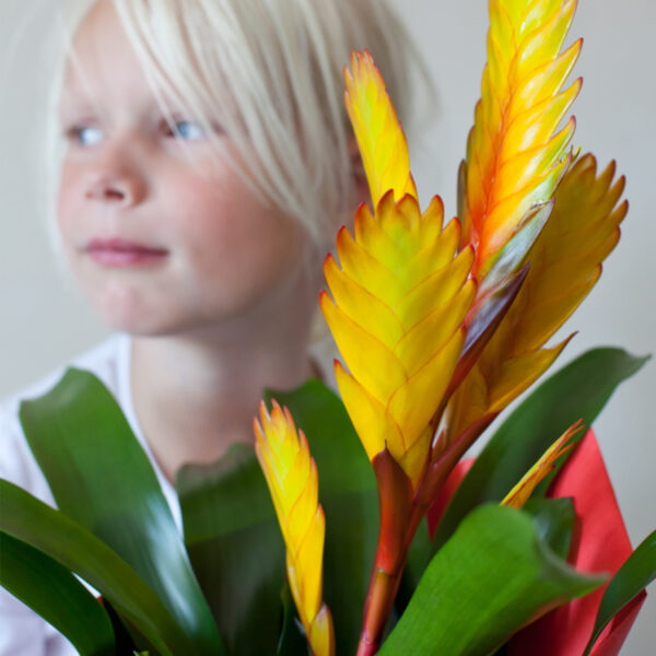 Bromeliads Brighten Up Easter