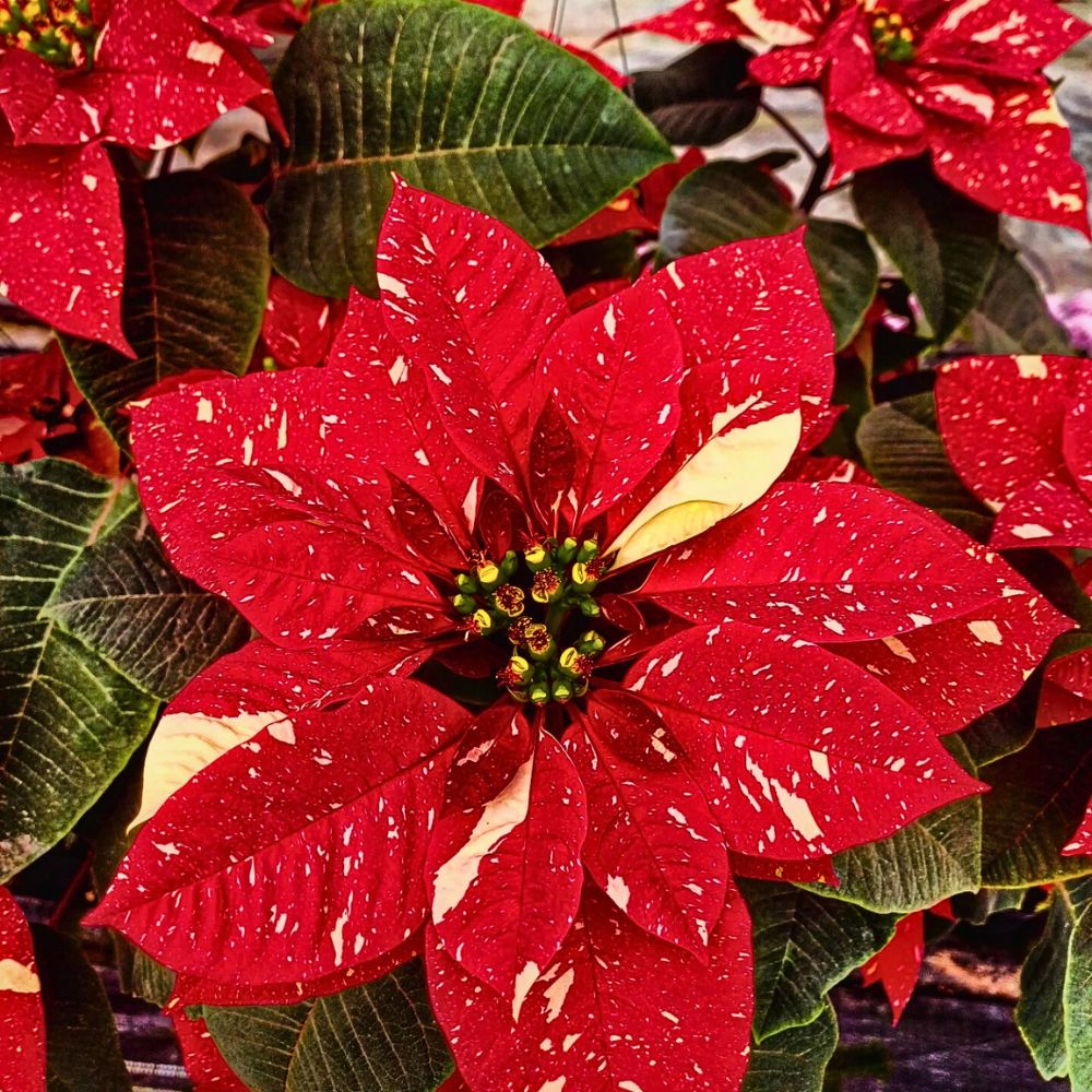 Unique Christmas Floral Arrangements: 10 Festive Traditions From Around the World - Thursd Article