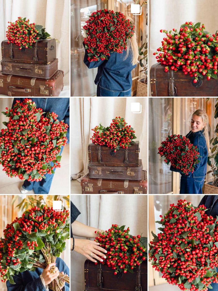 Hypericum flowers in red tone