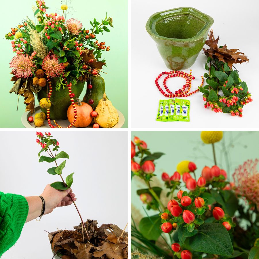 Chrysal Hypericum care