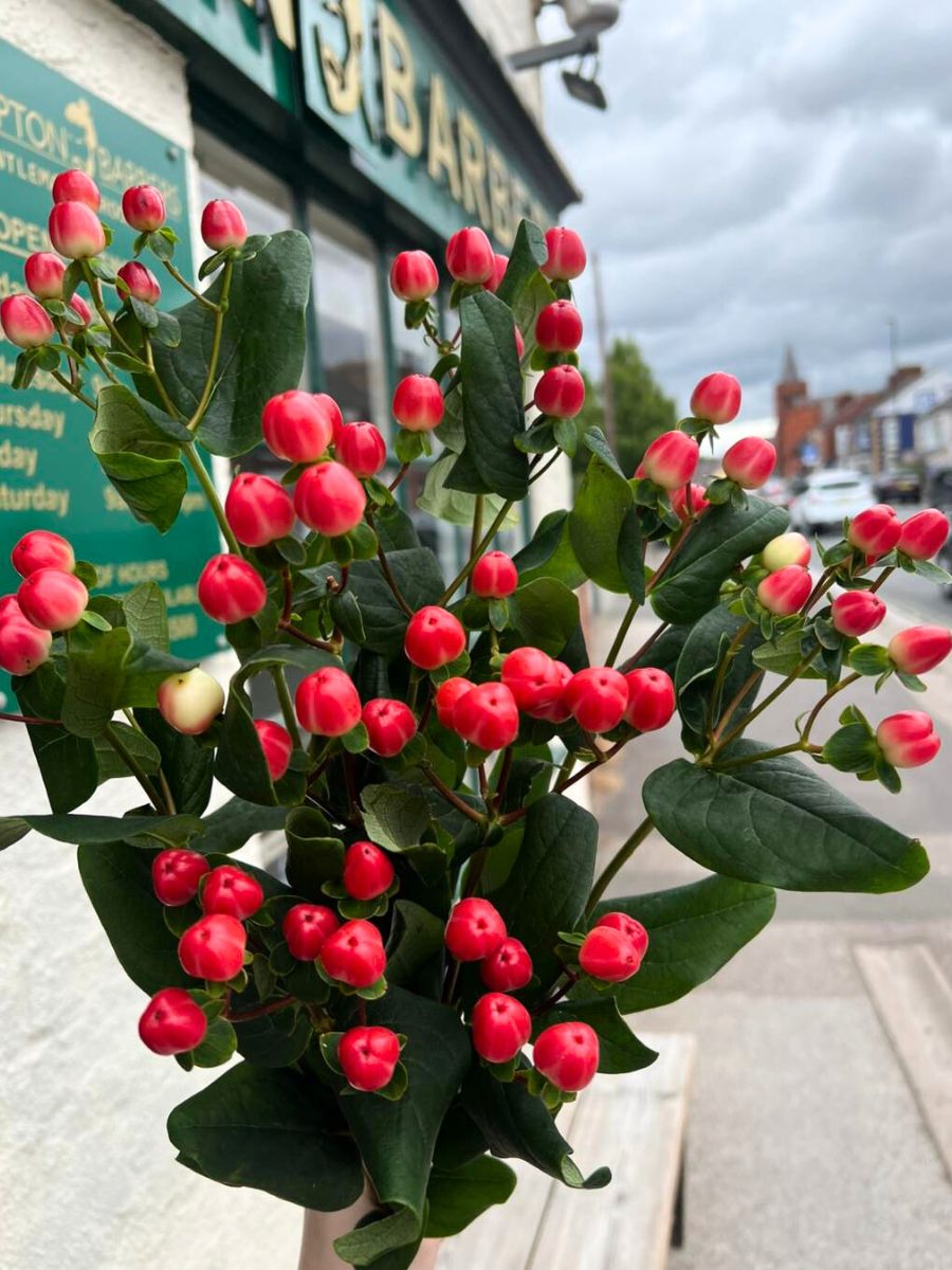 Zoomed in view of red Hypericum