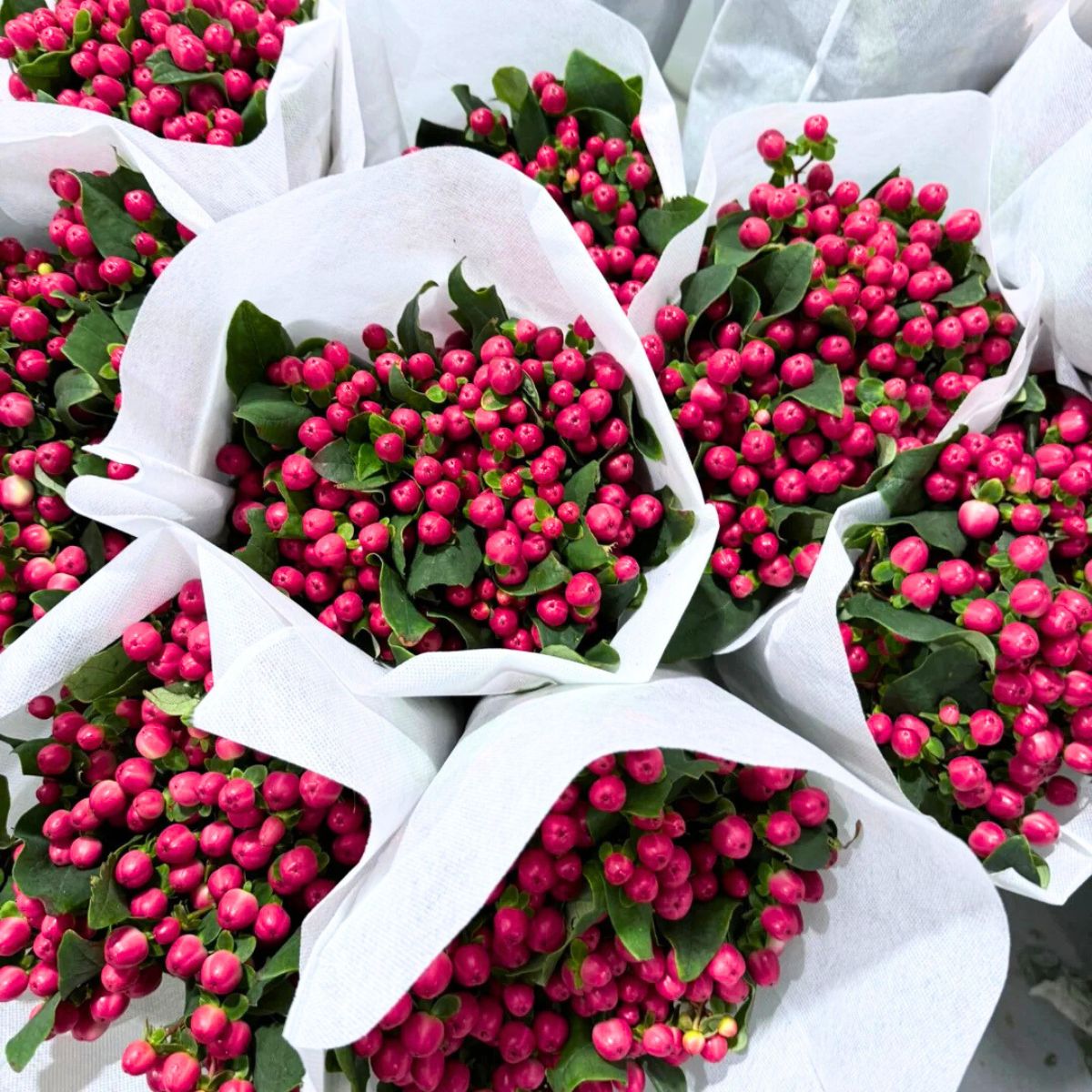 Glowing and bright pink Hypericum