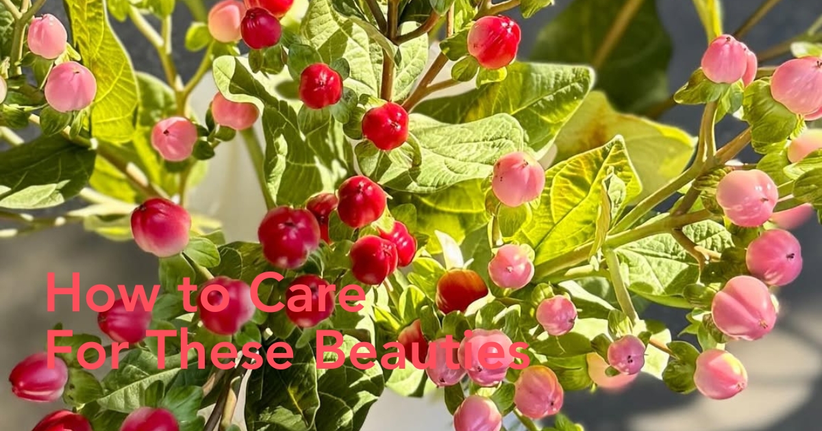 Hypericum care