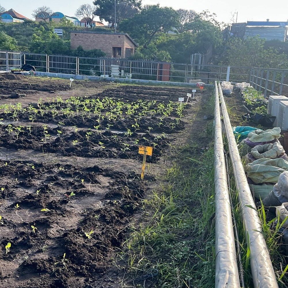 Young green plants in dark soil