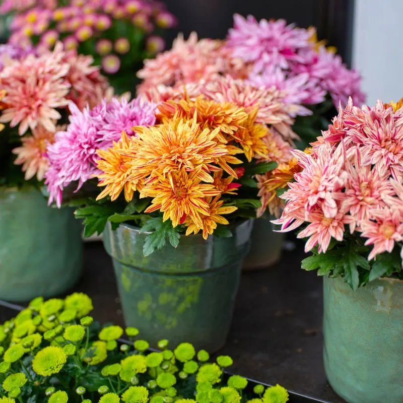 Coupe Spectrum by Royal Van Zanten