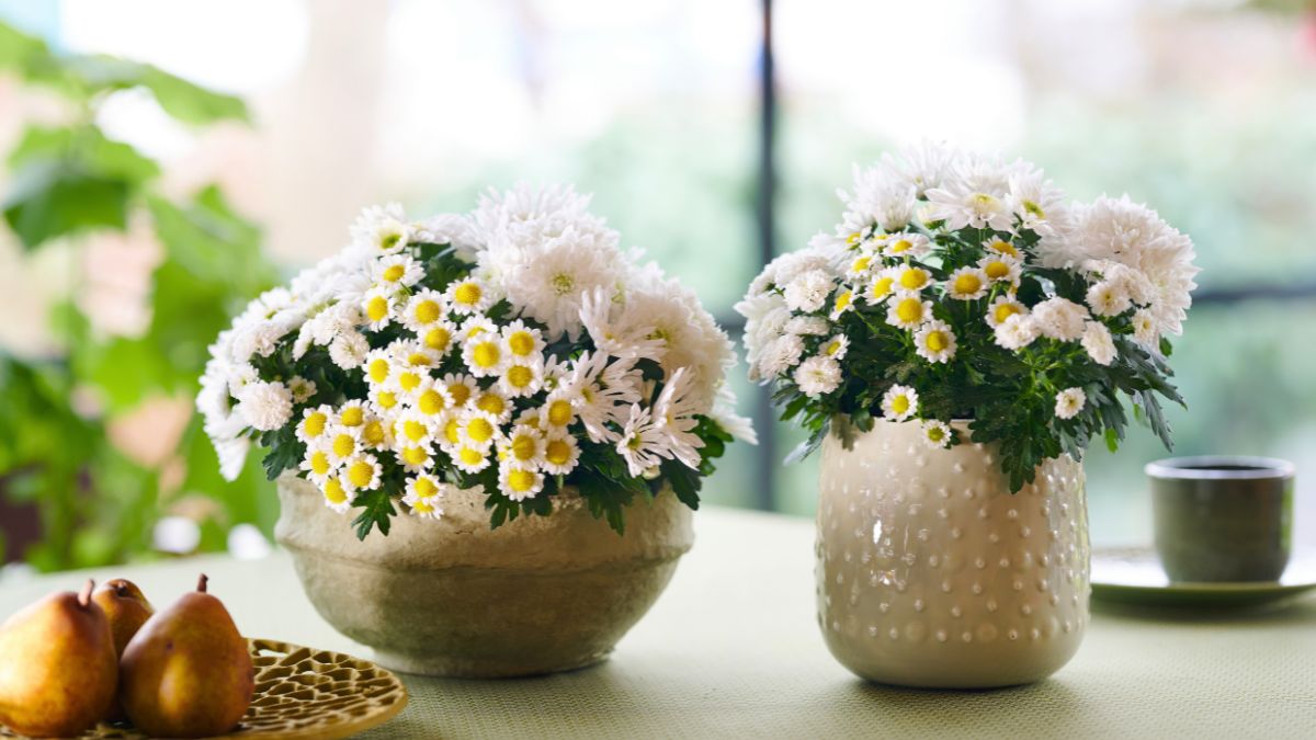 Coupe Fusion White by Royal Van Zanten