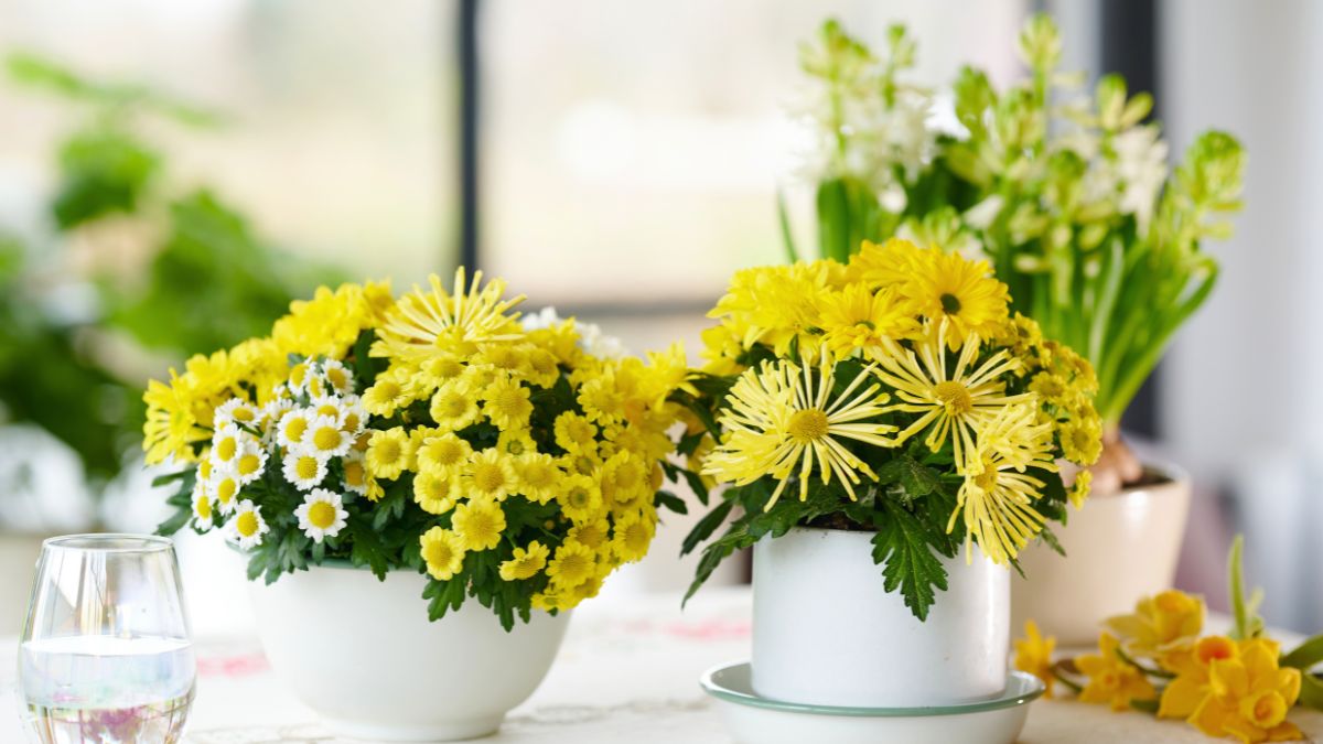 Coupe Fusion Yellow by Royal Van Zanten