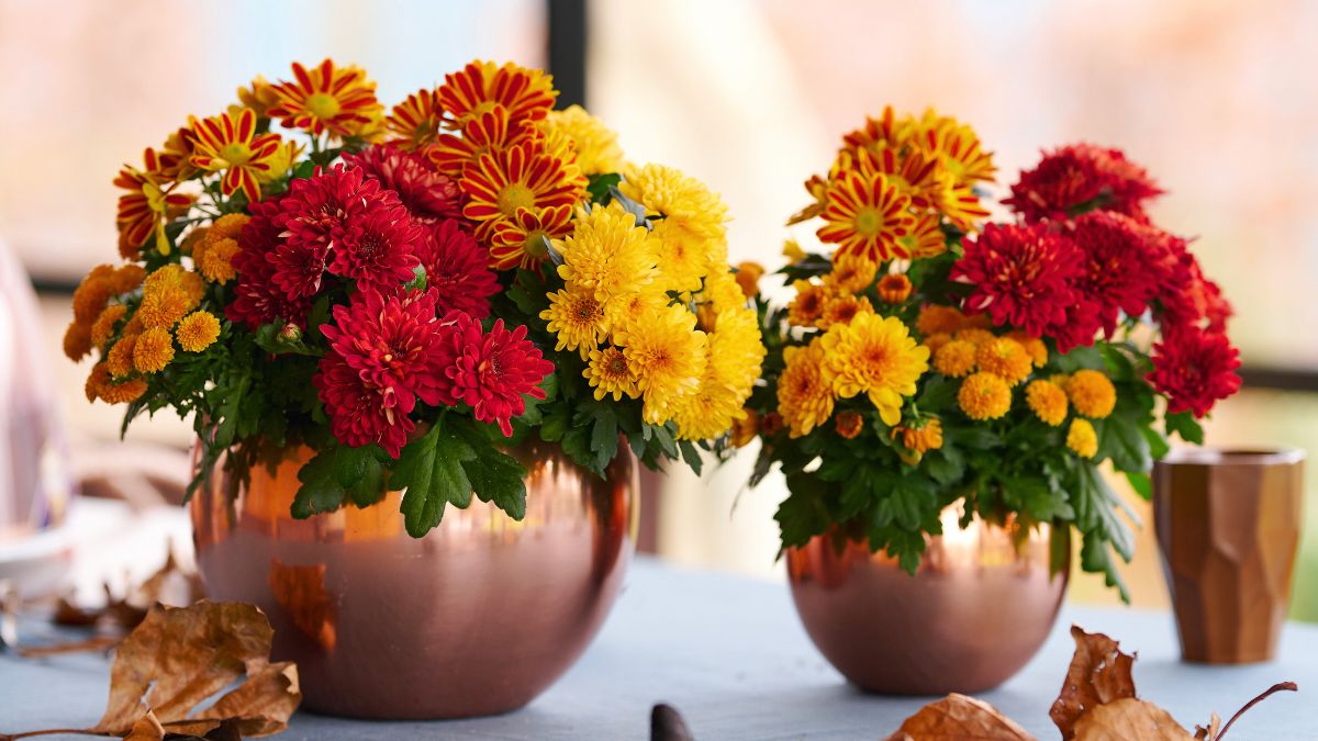 Coupe Fusion Orange by Royal Van Zanten