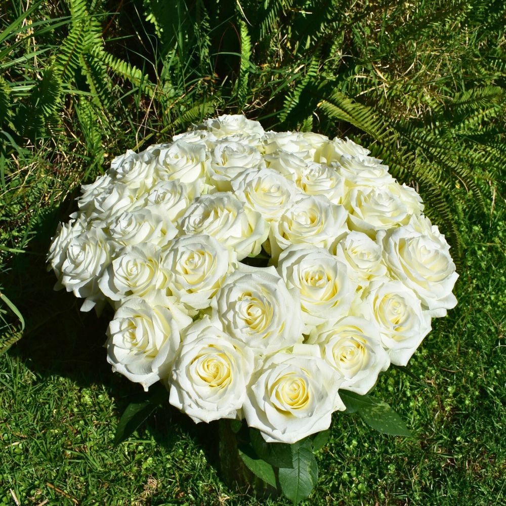 White roses for Christmas