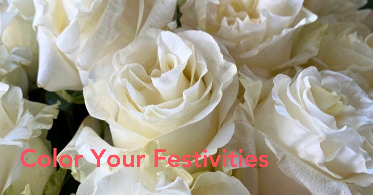 White roses for Christmas - Thursd Article header image