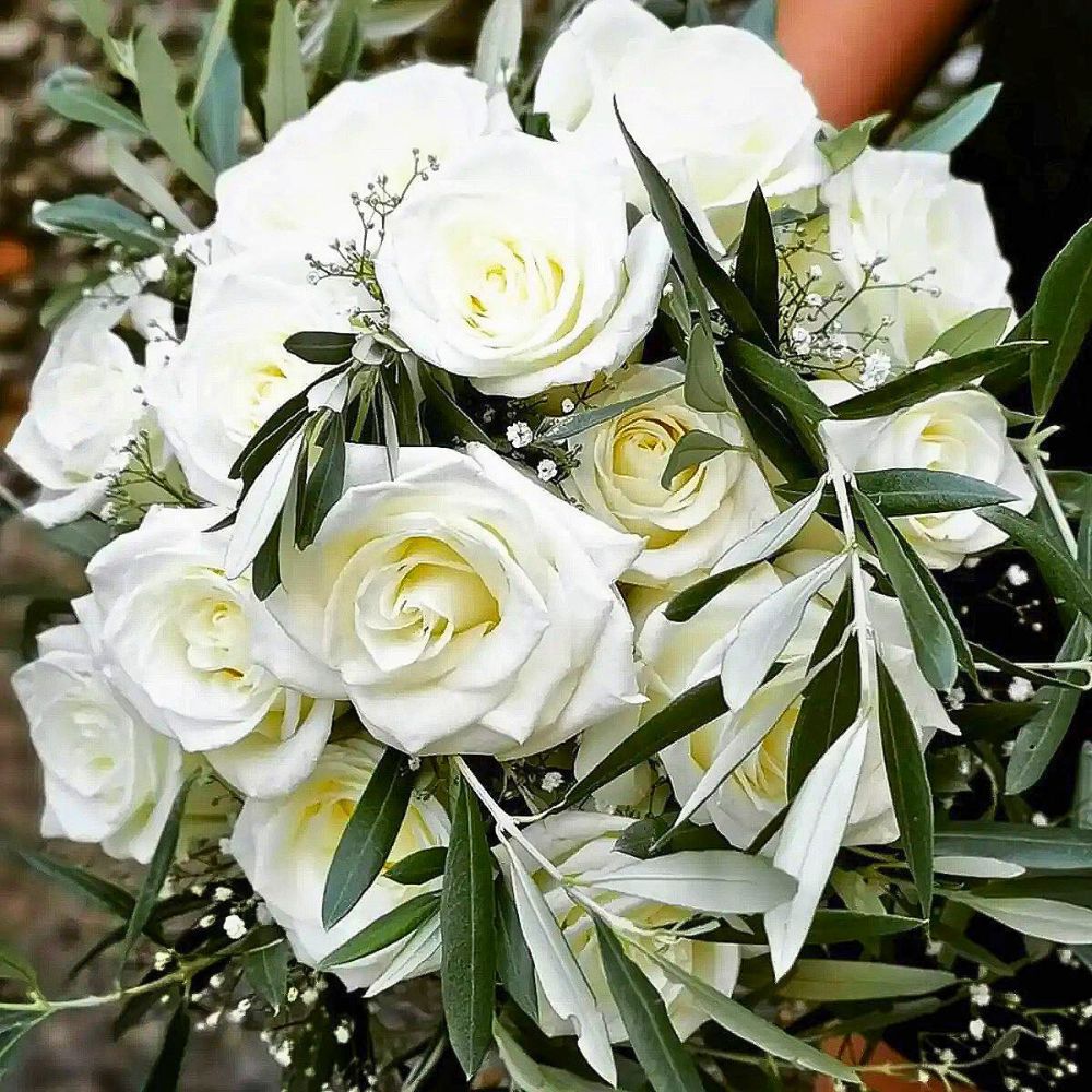 A bouquet of Rosa Noëlia