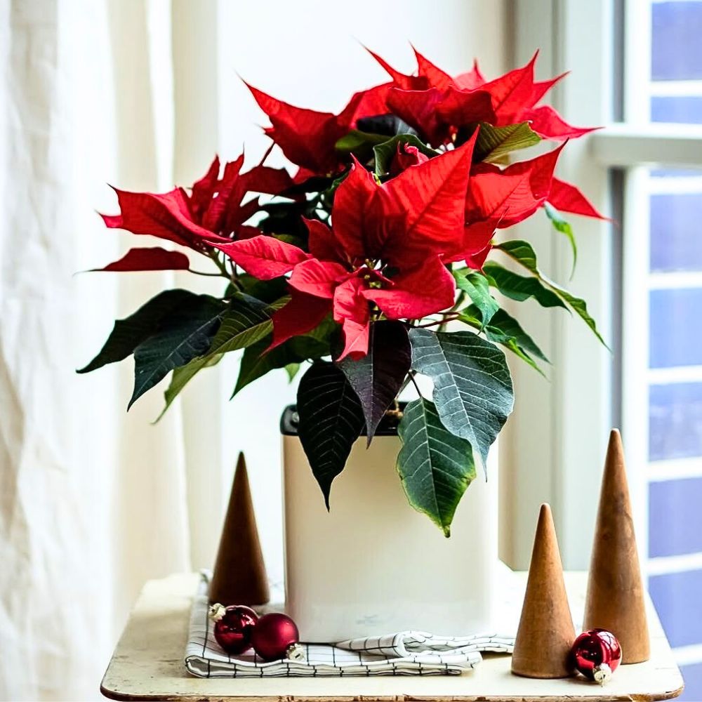 Poinsettia for Christmas