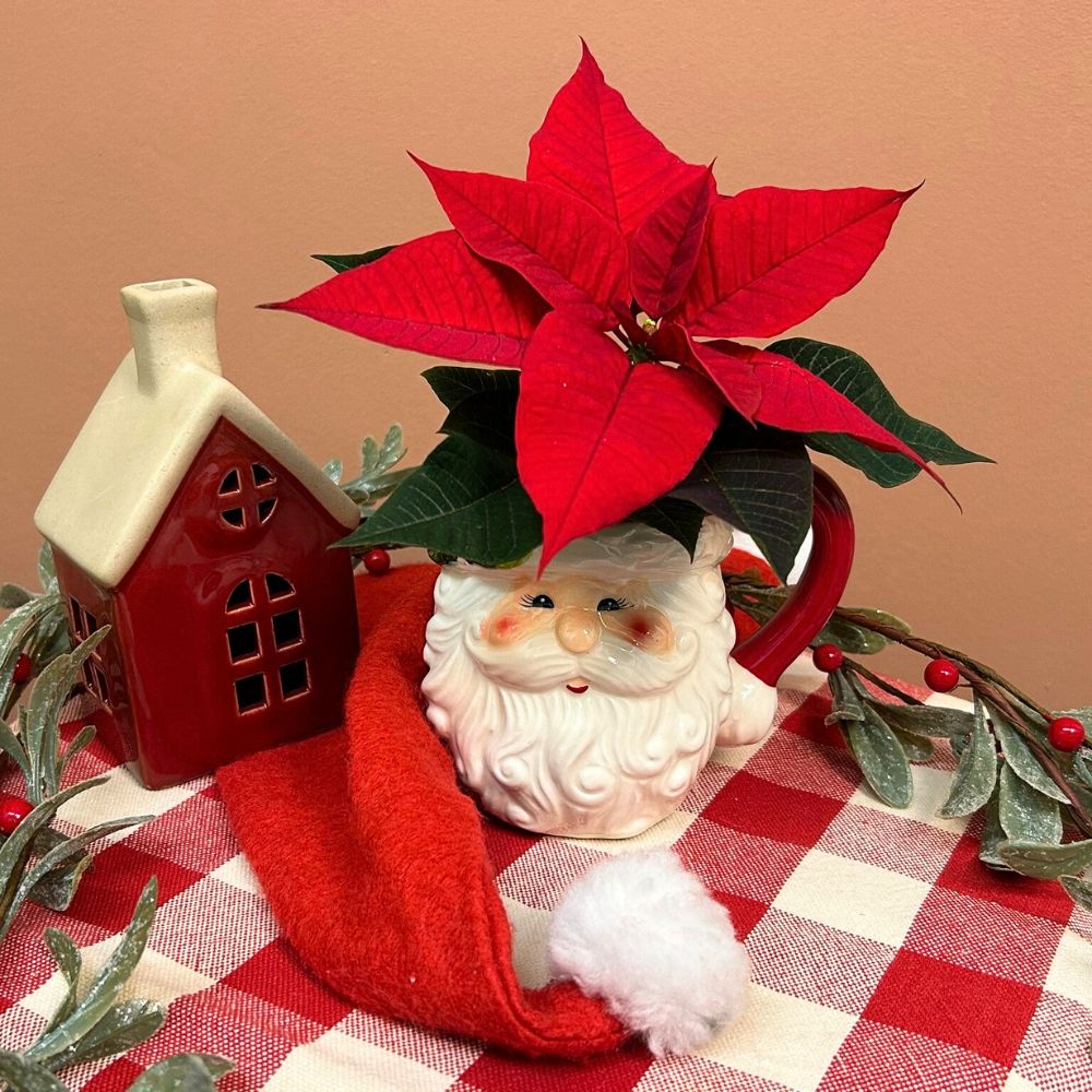 Poinsettia for Christmas