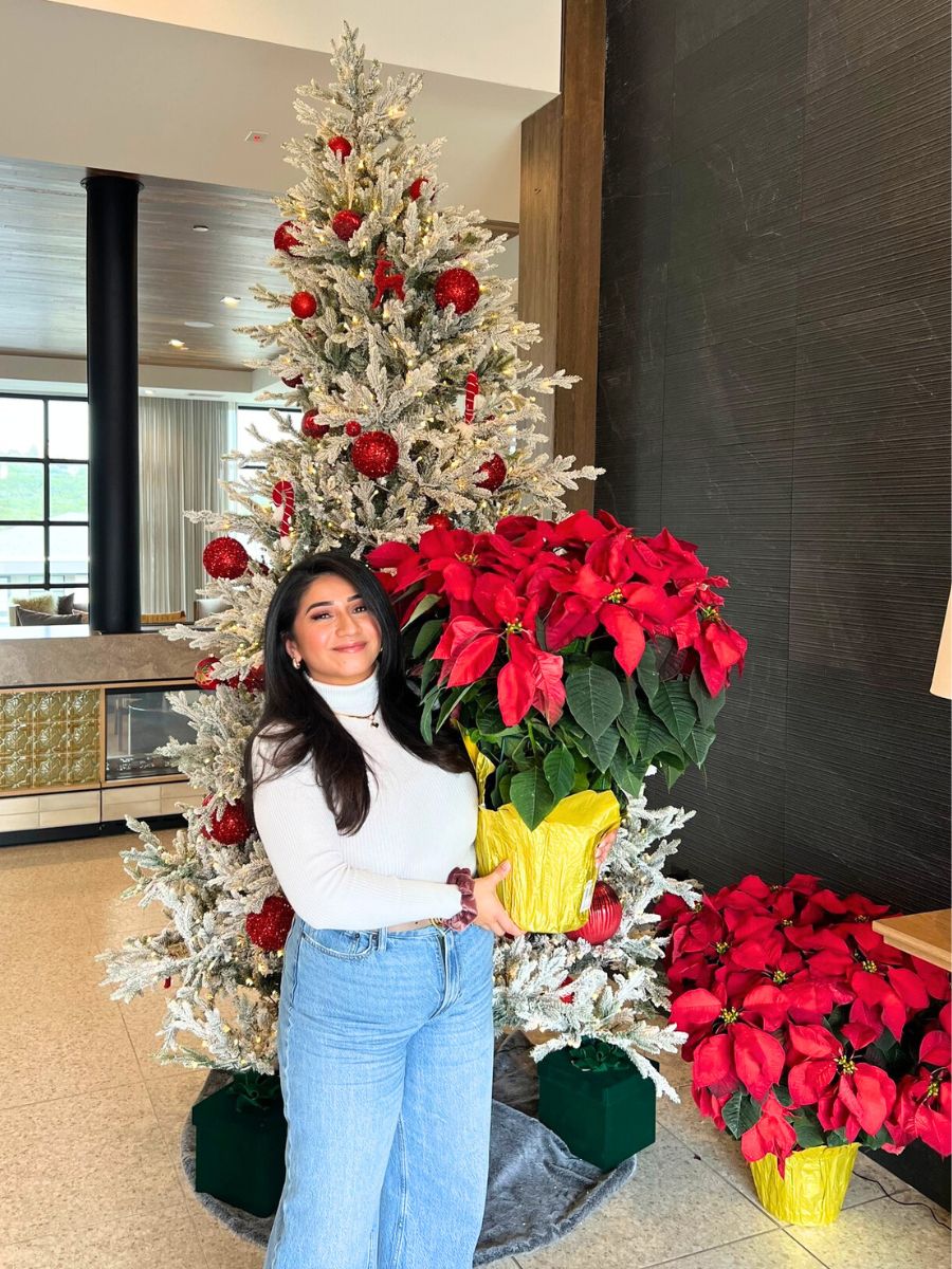 Poinsettia for Christmas