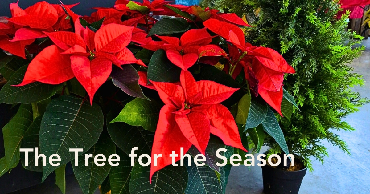 Poinsettia for Christmas