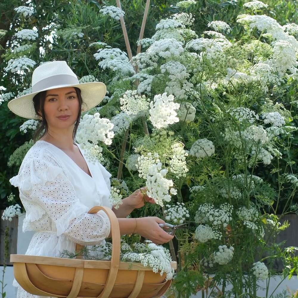 Woman harvesting white Queen Anne's Lace
