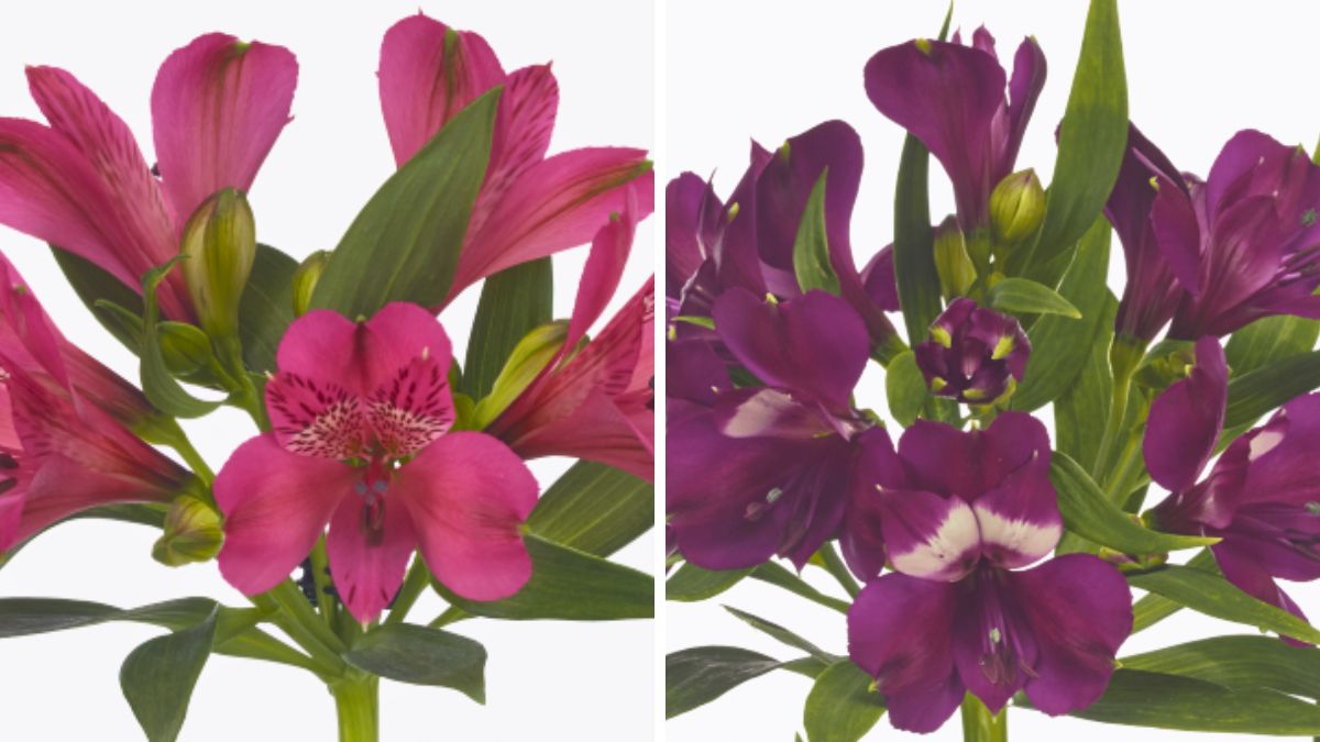 Alstroemeria Bikini and Kimora by Decorum