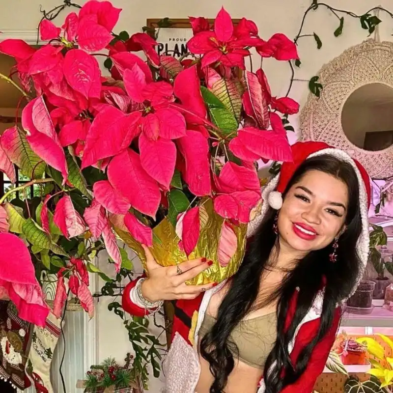 Poinsettia trees for Chistmas