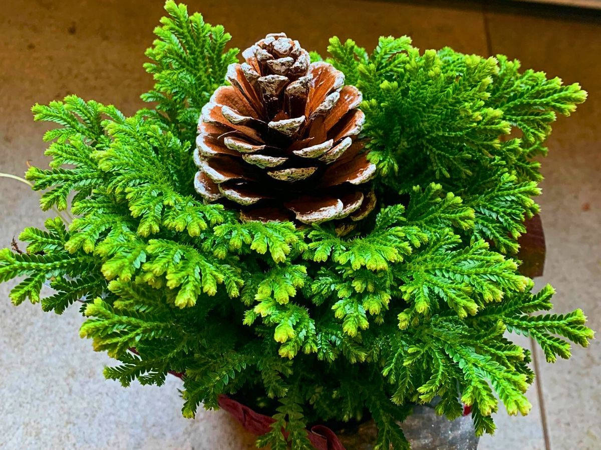 Christmas Fern, Scientifically Known as Polystichum Acrostichoides.