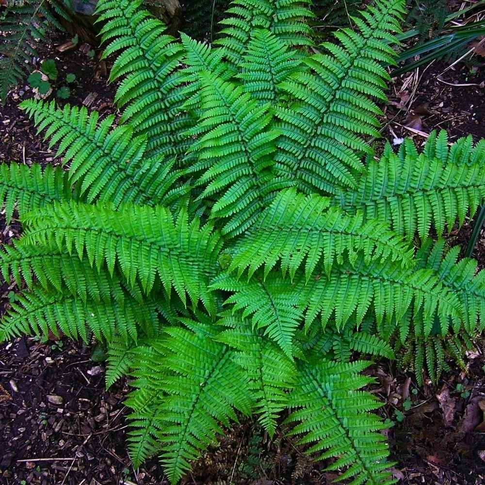 Christmas Fern, Scientifically Known as Polystichum Acrostichoides.