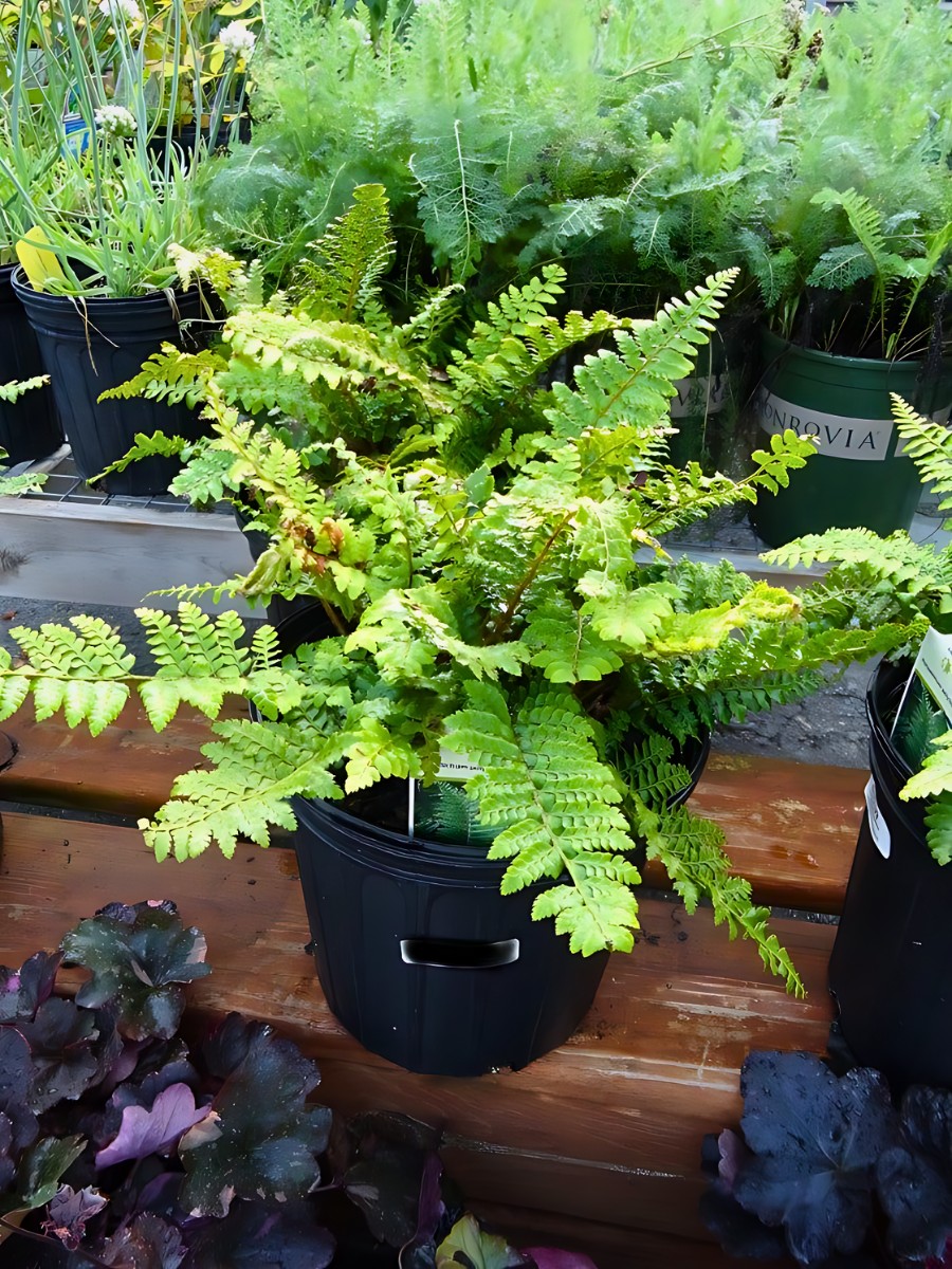 Christmas Fern, Scientifically Known as Polystichum Acrostichoides.