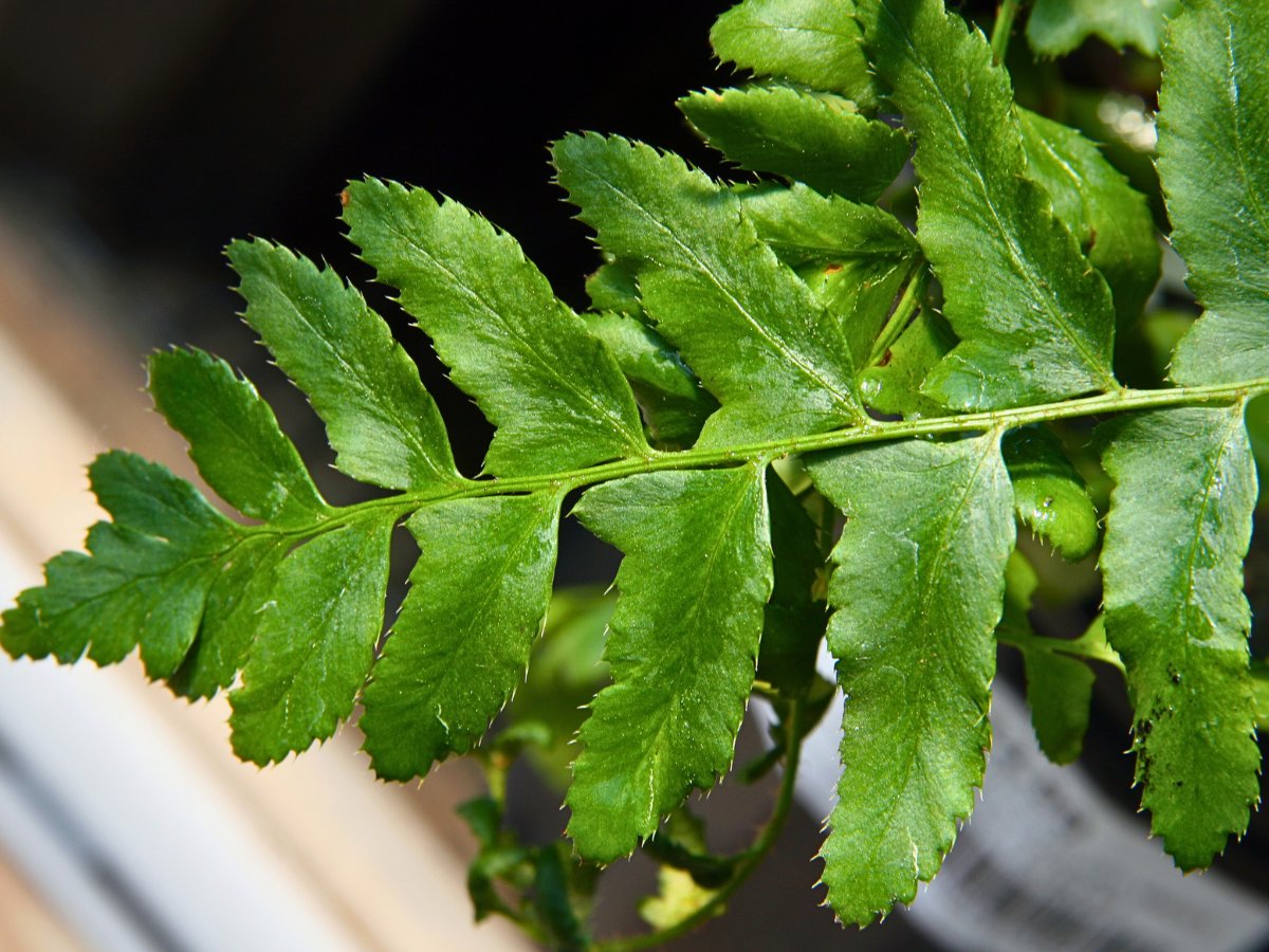 Christmas Fern, Scientifically Known as Polystichum Acrostichoides.