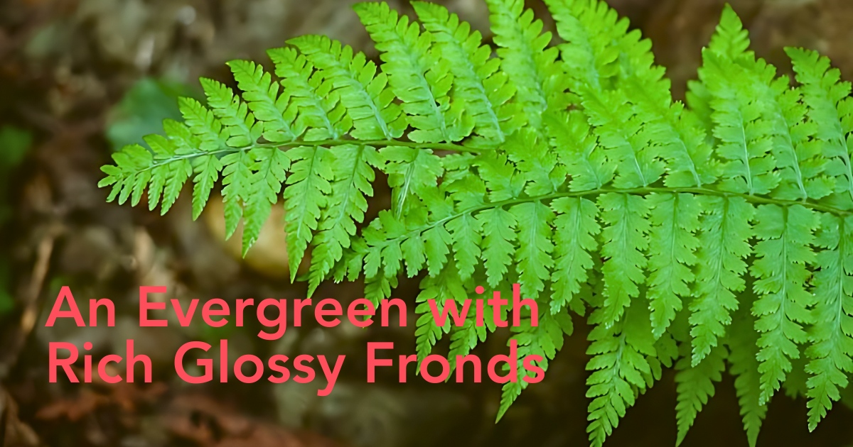 Christmas Fern, Scientifically Known as Polystichum Acrostichoides - Thursd Article